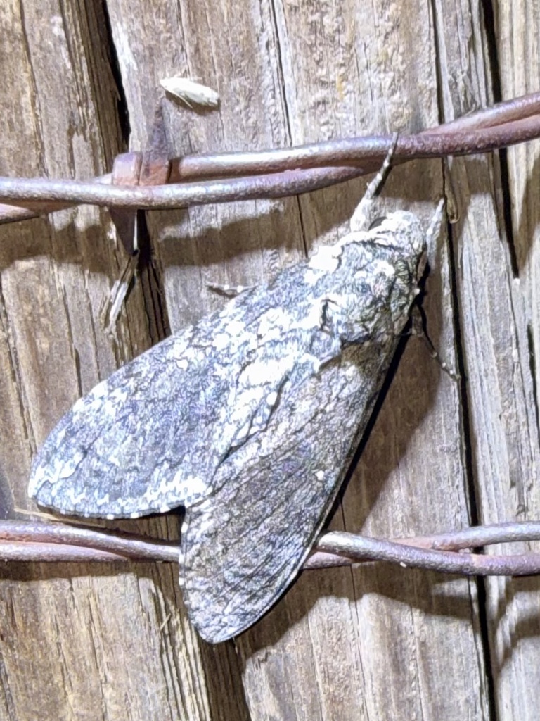 Carolina Sphinx — botanical reference photograph