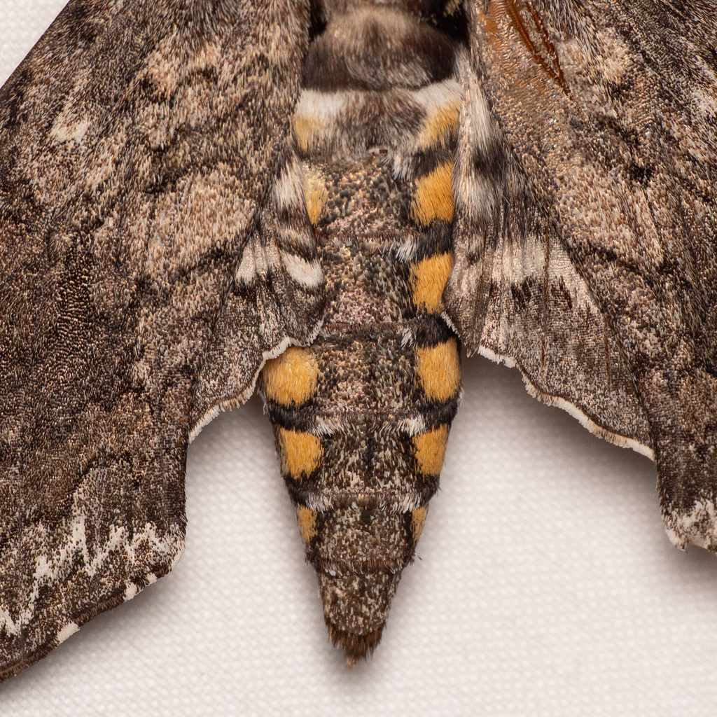 Carolina Sphinx — botanical reference photograph