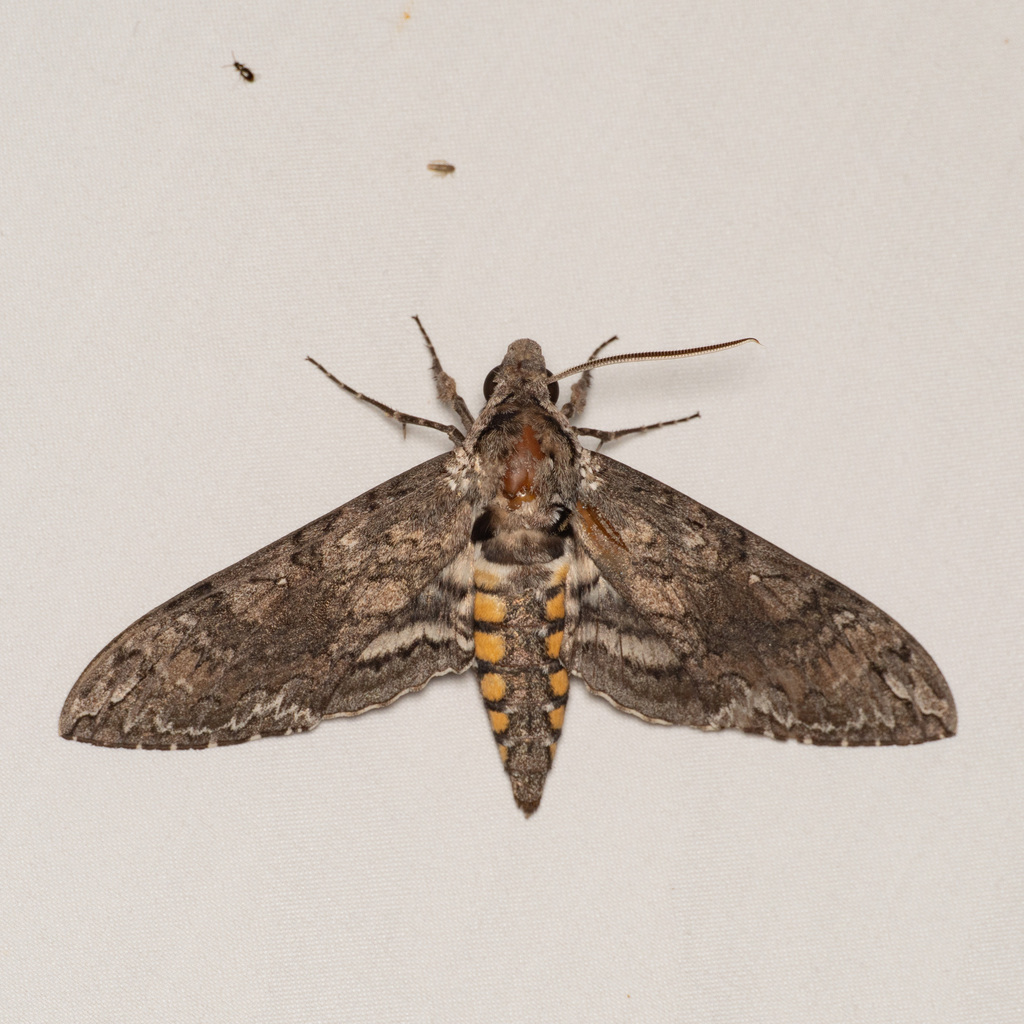 Carolina Sphinx — botanical reference photograph