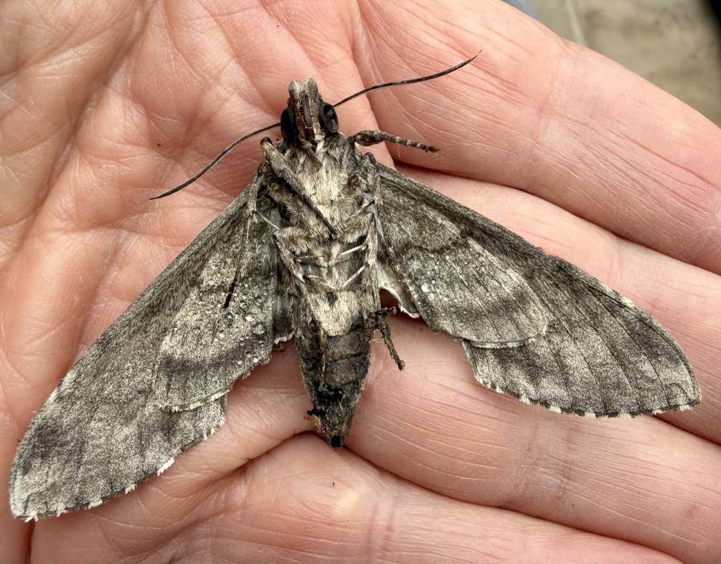 Carolina Sphinx — botanical reference photograph
