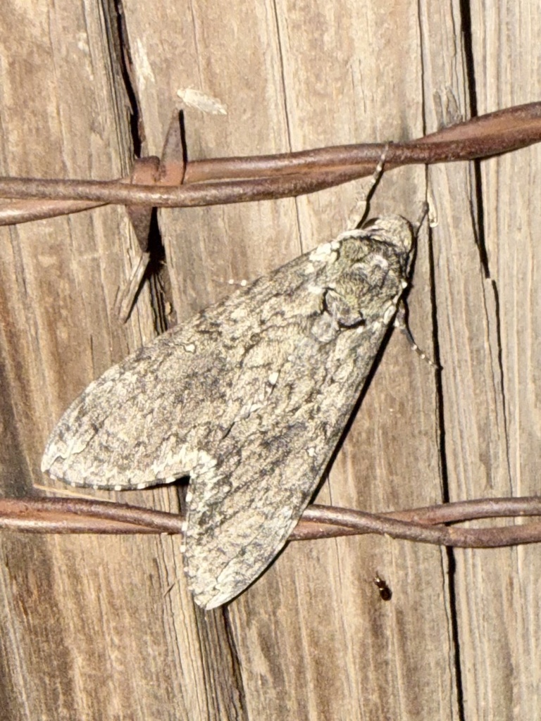 Carolina Sphinx — botanical reference photograph