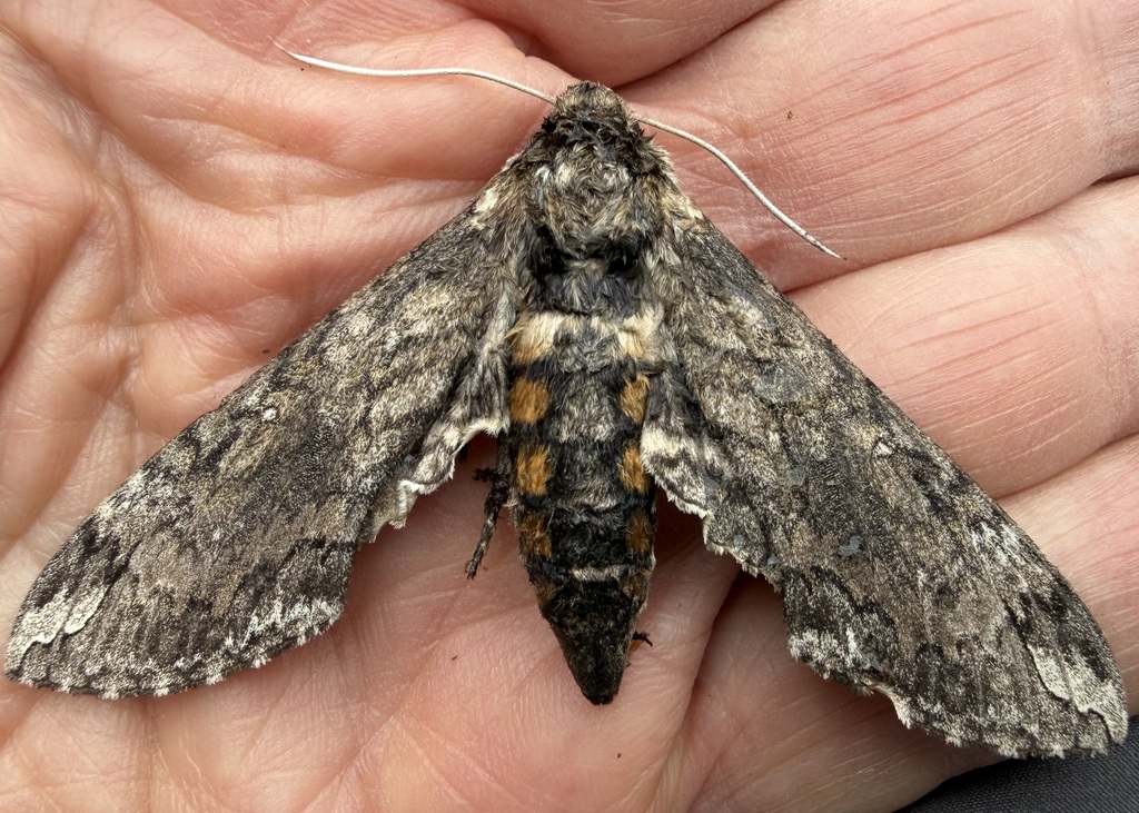 Carolina Sphinx — botanical reference photograph