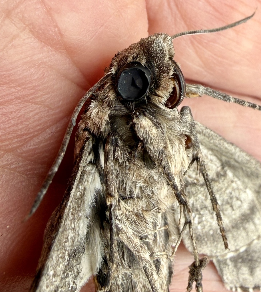 Carolina Sphinx — botanical reference photograph