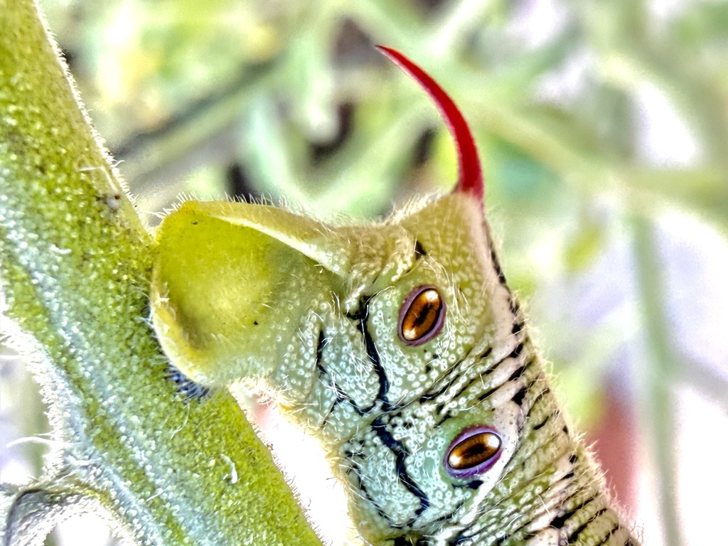 Carolina Sphinx — botanical reference photograph