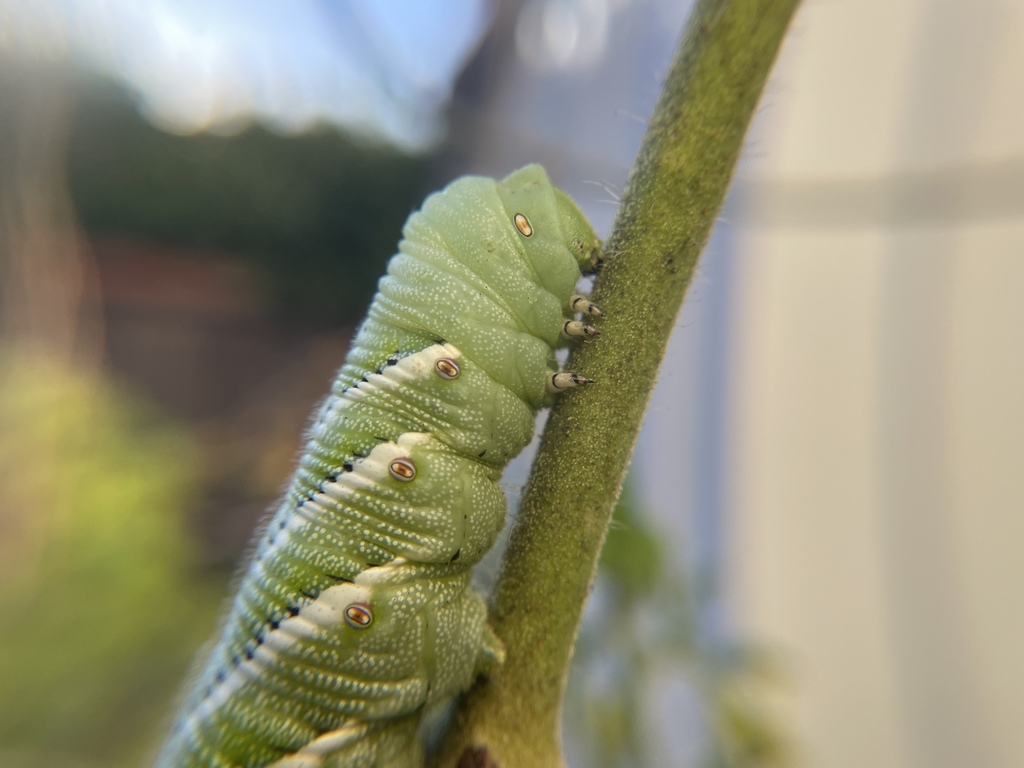 Carolina Sphinx — botanical reference photograph