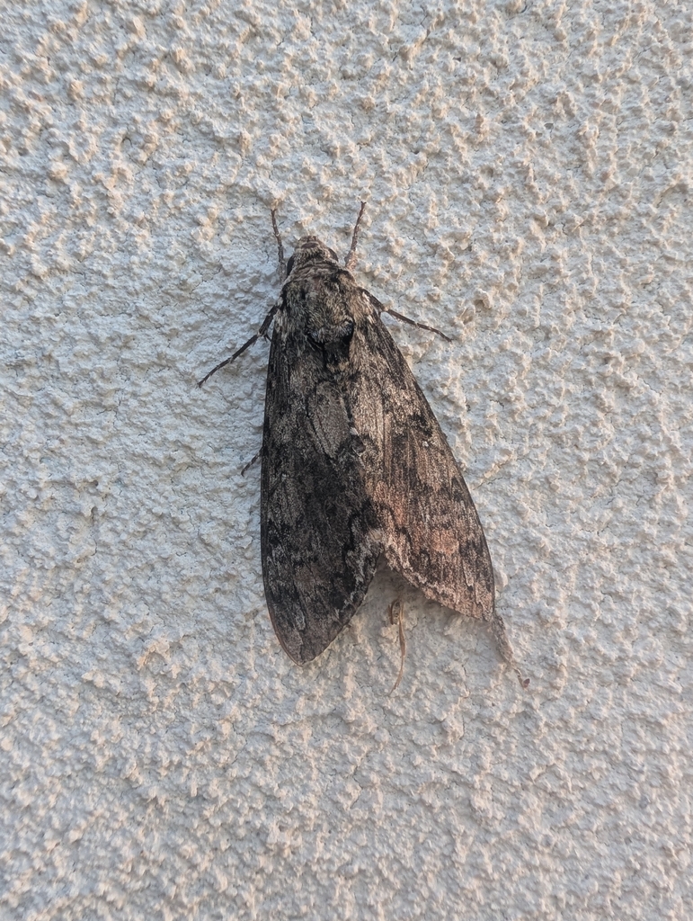 Carolina Sphinx — botanical reference photograph