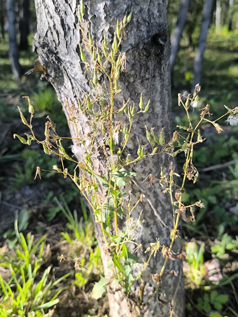 prickly lettuce — botanical reference photograph