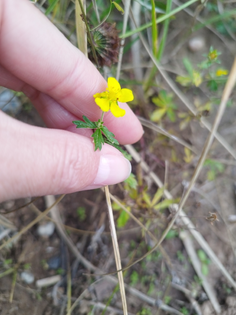 Silvery Cinquefoil — botanical reference photograph