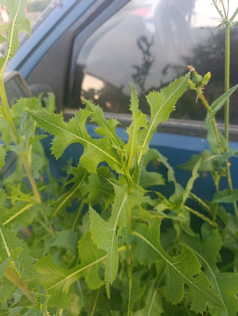 prickly lettuce — botanical reference photograph