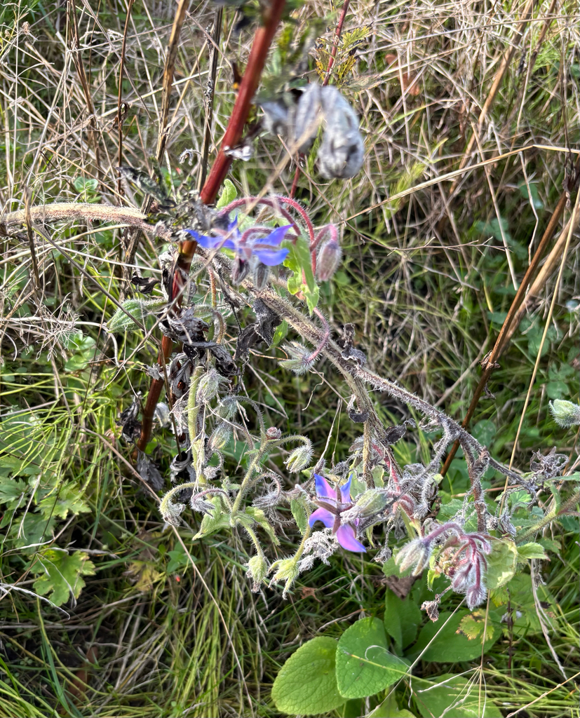 Borage — botanical reference photograph