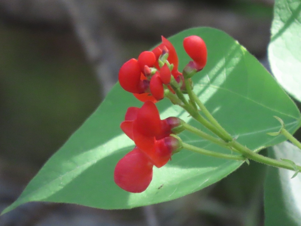Runner bean — botanical reference photograph