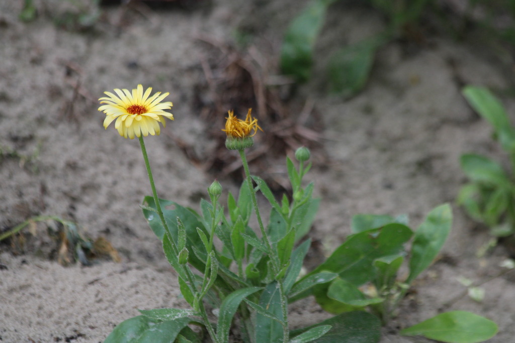 pot marigold — botanical reference photograph