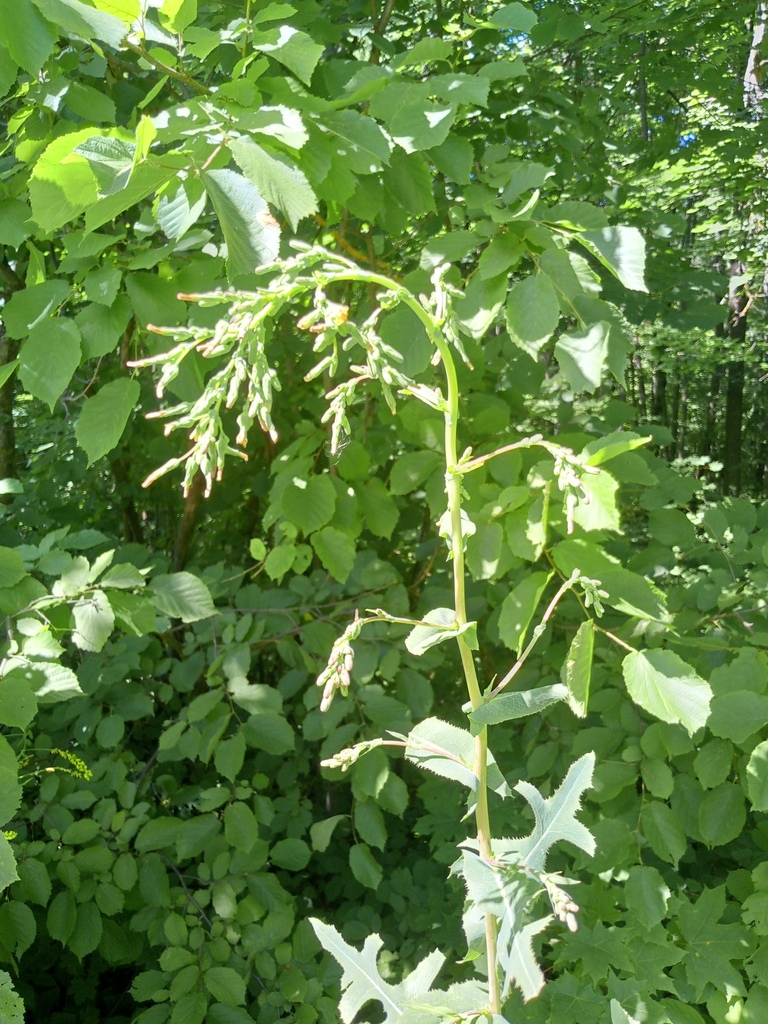 prickly lettuce — botanical reference photograph