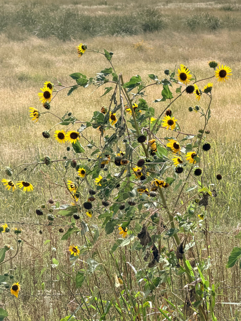 Common Sunflower — botanical reference photograph