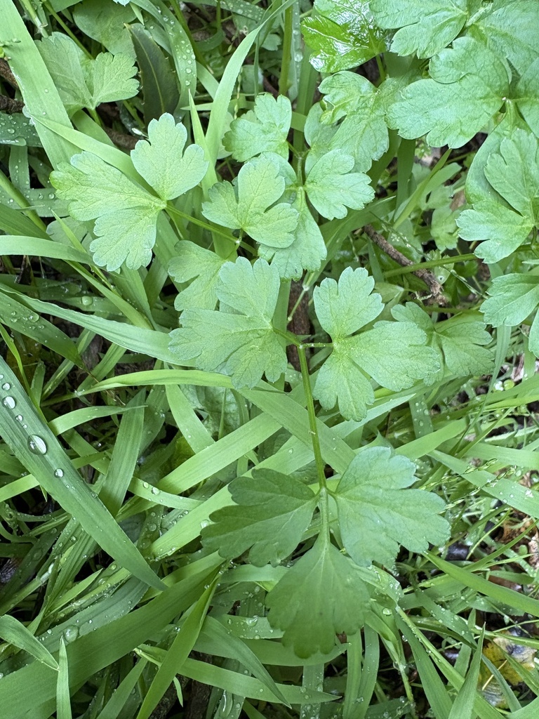 garden parsley — botanical reference photograph