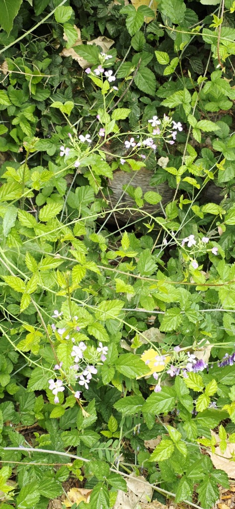 California hybrid radish — botanical reference photograph