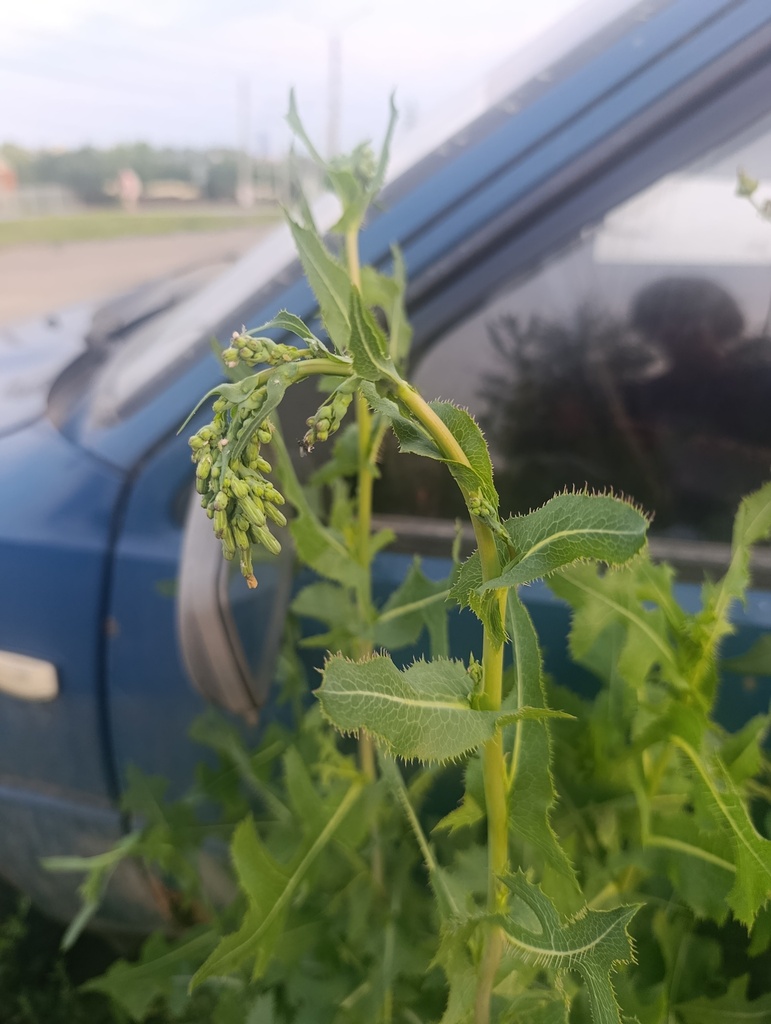 prickly lettuce — botanical reference photograph