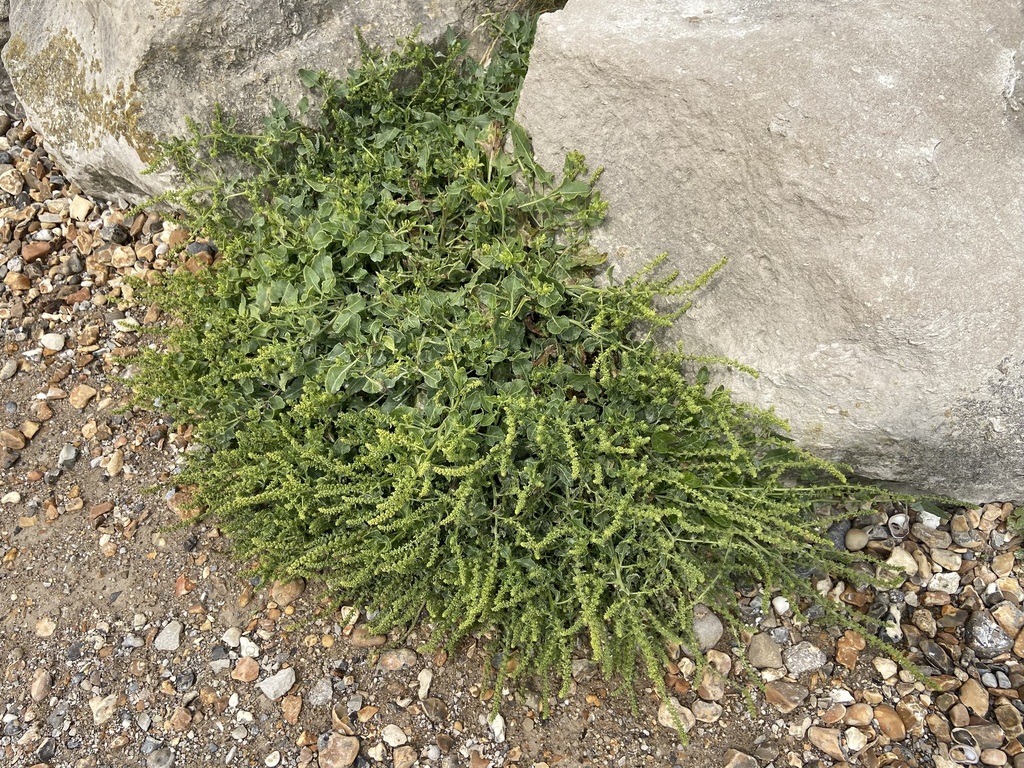 sea beet — botanical reference photograph