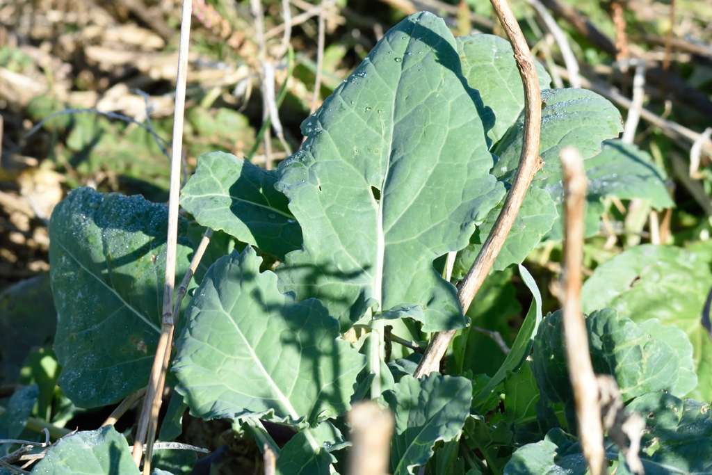 cabbage, broccoli, and allies — botanical reference photograph