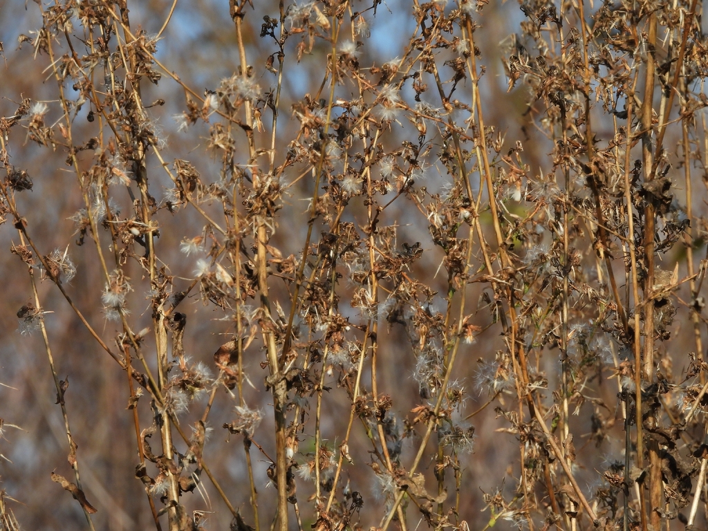 prickly lettuce — botanical reference photograph
