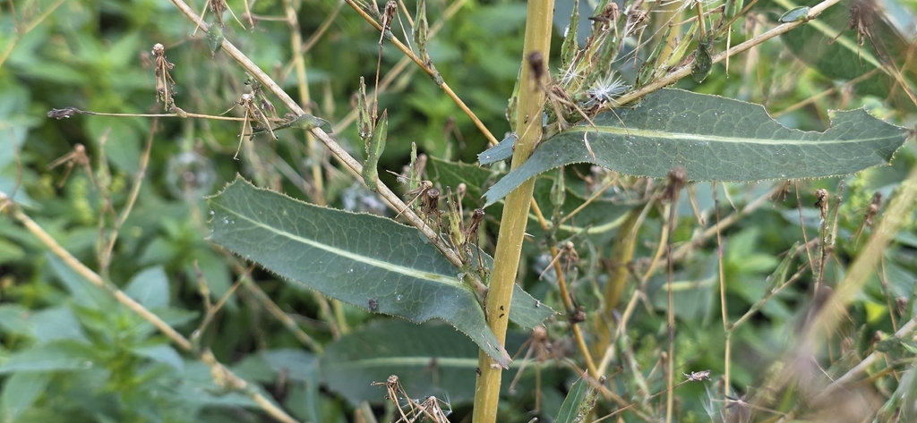prickly lettuce — botanical reference photograph