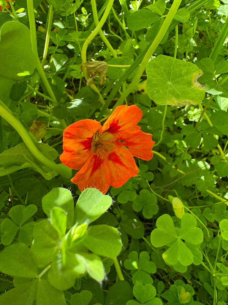 garden nasturtium — botanical reference photograph