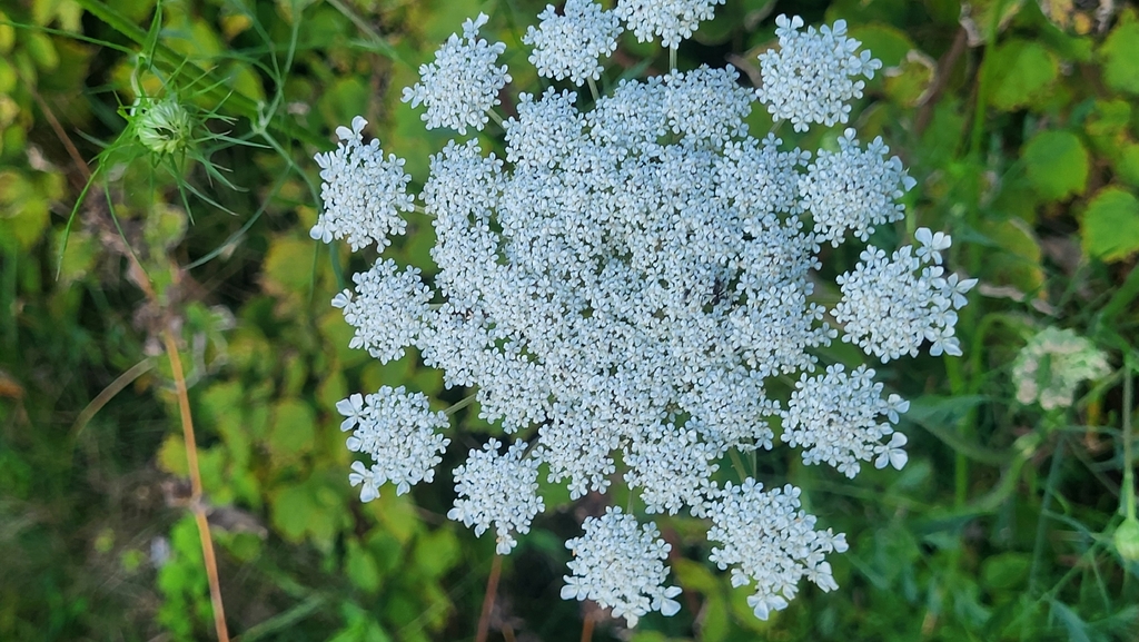 wild carrot — botanical reference photograph