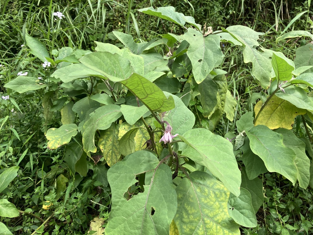 eggplant — botanical reference photograph