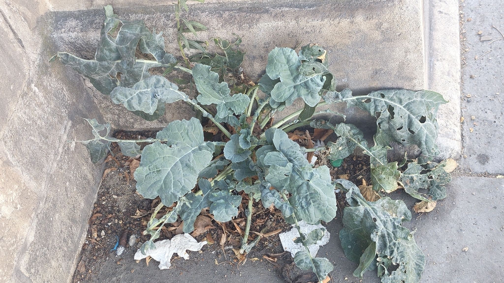 cabbage, broccoli, and allies — botanical reference photograph