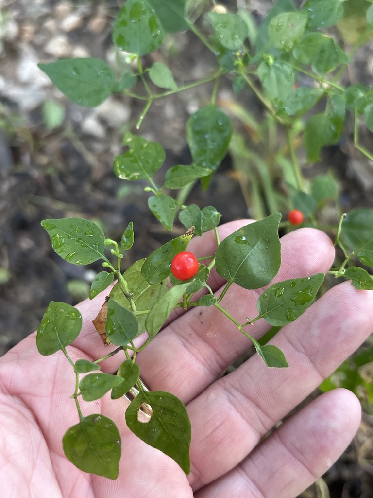 chili pepper — botanical reference photograph