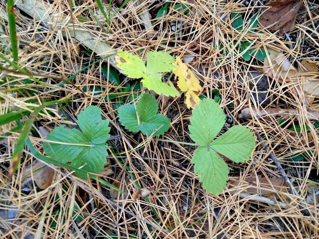 woodland strawberry — botanical reference photograph