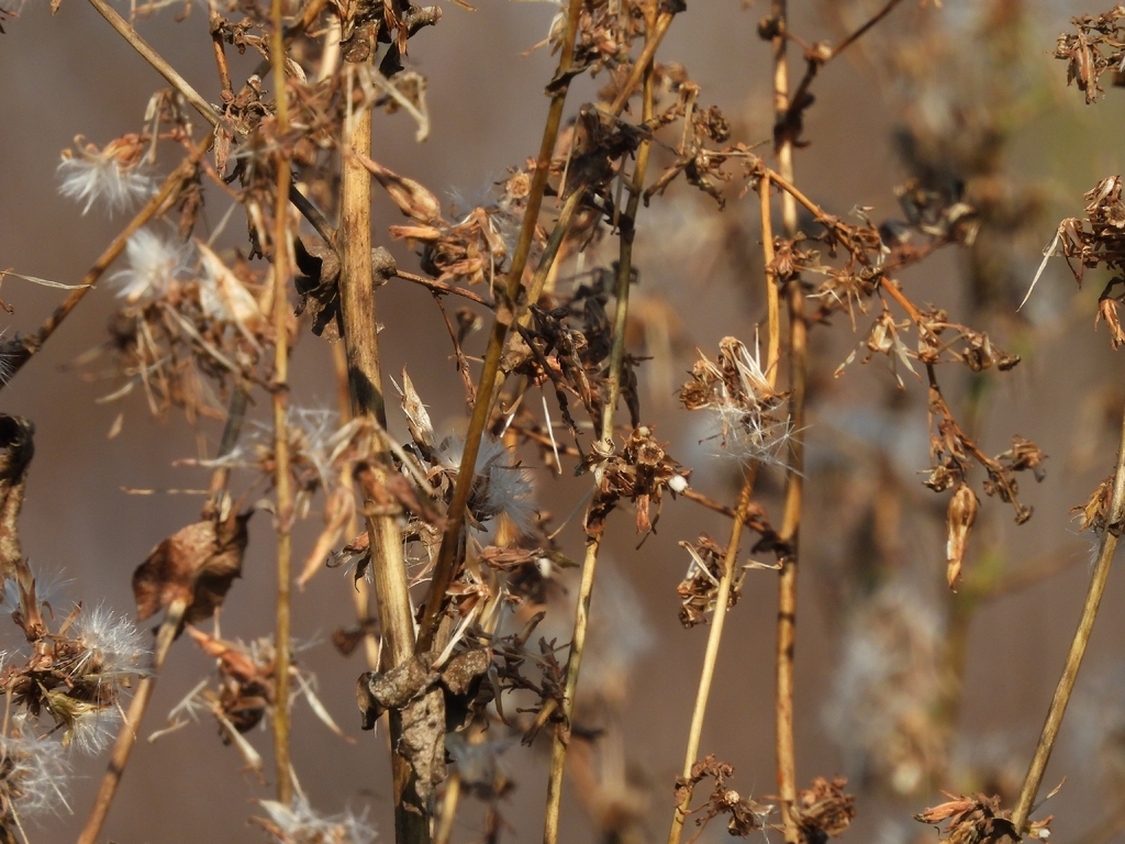 prickly lettuce — botanical reference photograph