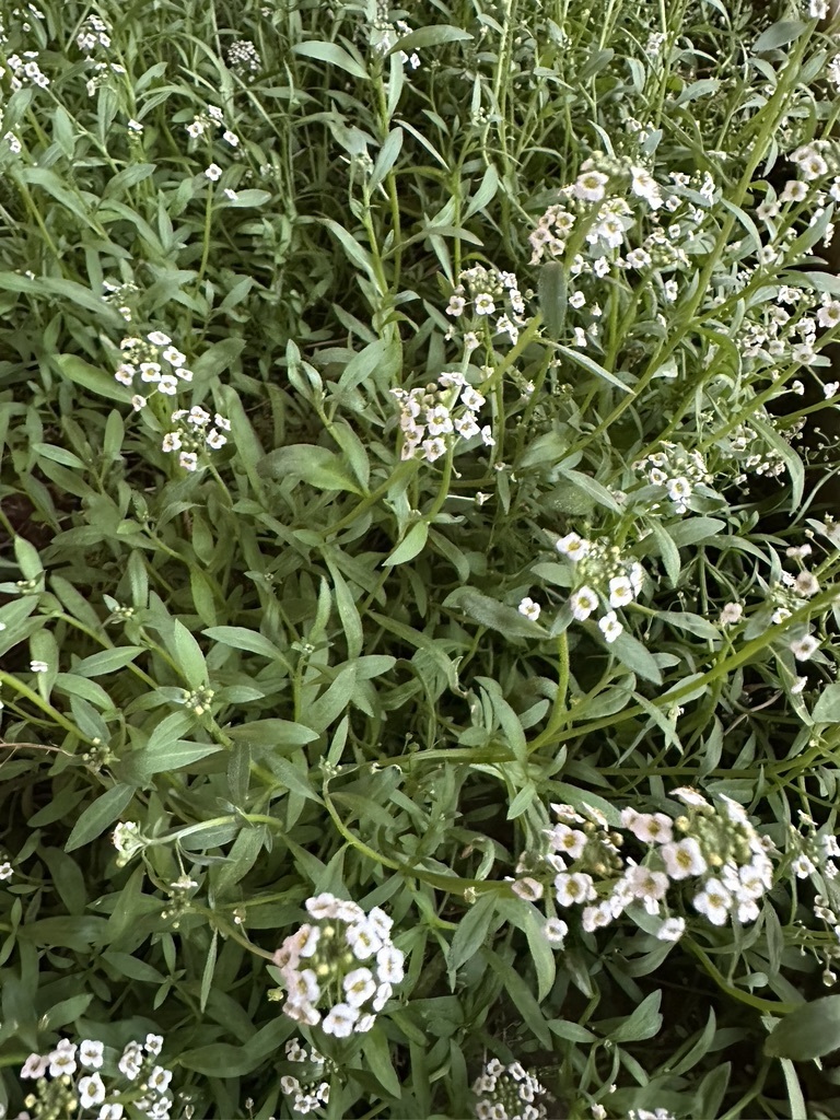 sweet alyssum — botanical reference photograph