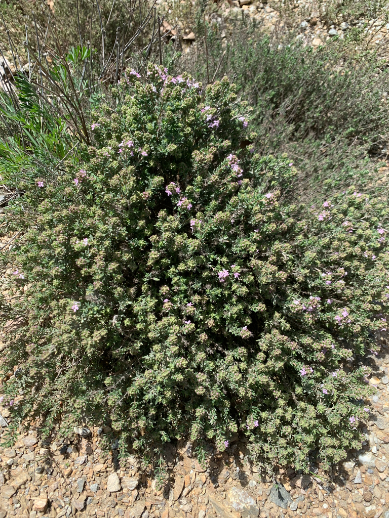 common thyme — botanical reference photograph
