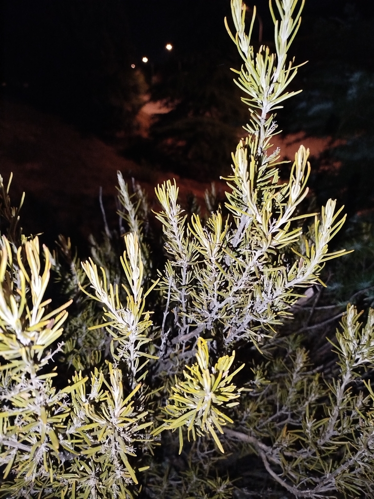 Rosemary — botanical reference photograph